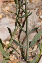 Boronia spathulata