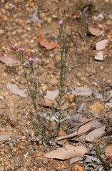 Boronia spathulata