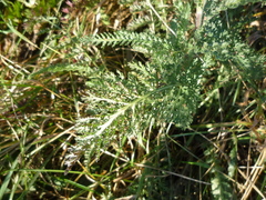 Achillea pannonica