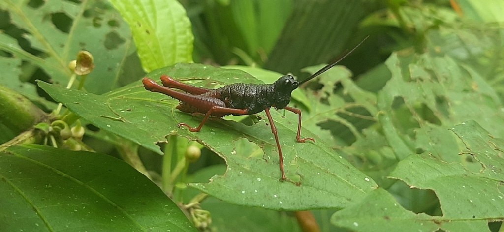Parapiezops robertsi