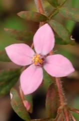 Boronia gracilipes