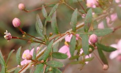 Boronia gracilipes