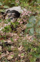 Boronia gracilipes