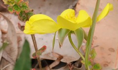 Hibbertia cunninghamii