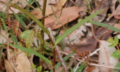 Hibbertia cunninghamii