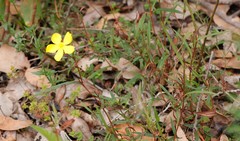Hibbertia cunninghamii