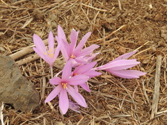 Colchicum hierosolymitanum