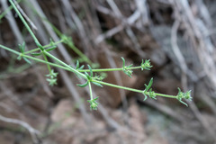 Galium gaudichaudii