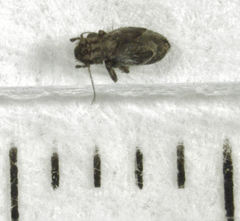 Pteroxanium kelloggi
