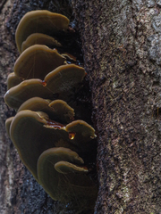 Inonotus cuticularis