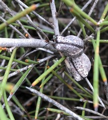 Hakea vittata