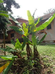Musa acuminata