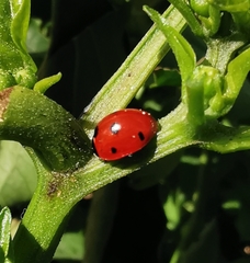 Coccinella septempunctata