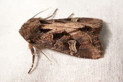 Trigonophora jodea