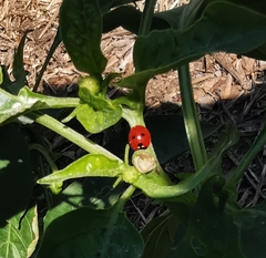 Coccinella septempunctata