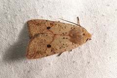 Agrochola blidaensis