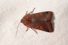 Agrochola haematidea