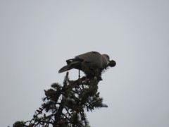 Streptopelia decaocto