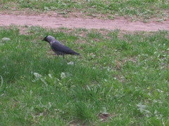 Corvus monedula