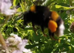 Bombus