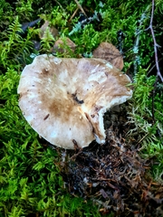 Russula consobrina