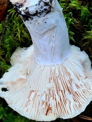 Russula consobrina