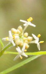 Pimelea clavata