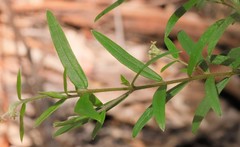 Pimelea clavata