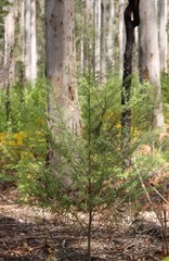 Pimelea clavata