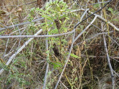 Astragalus uliginosus