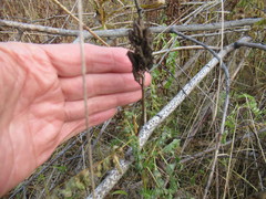 Astragalus uliginosus