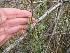 Astragalus uliginosus