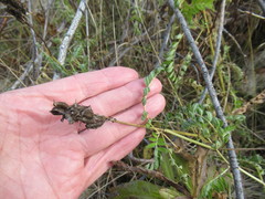 Astragalus uliginosus