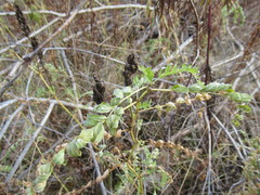 Astragalus uliginosus