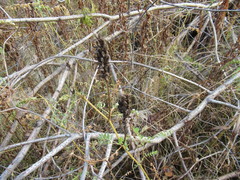 Astragalus uliginosus