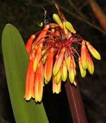 Clivia mirabilis