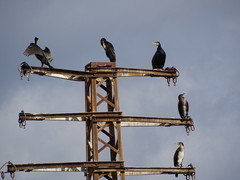 Phalacrocorax carbo