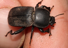 Parastizopus