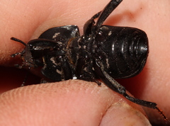 Parastizopus