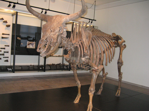 Aurochs † Megafauna Parks W Palearctic · Inaturalist 1683