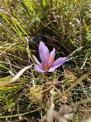 Crocus ligusticus
