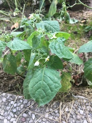 Solanum nigrum