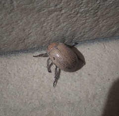 Anoplognathus velutinus