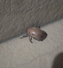 Anoplognathus velutinus