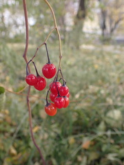 Solanum dulcamara