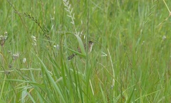 Cisticola juncidis terrestris