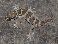 Pachydactylus formosus