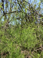 Asparagus transvaalensis