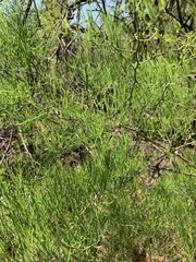 Asparagus transvaalensis