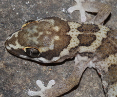 Pachydactylus formosus